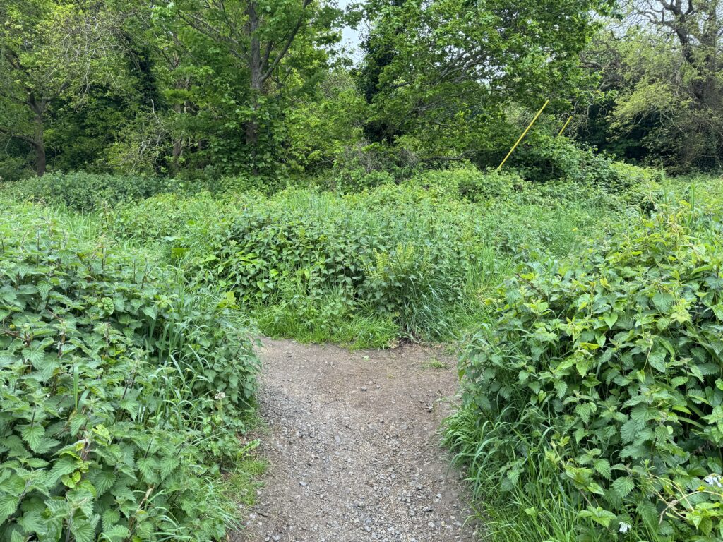 A path which forks off the the left and right. The sides of the path are full of grass, weeds and needles up to about knee height. There are trees in the background.