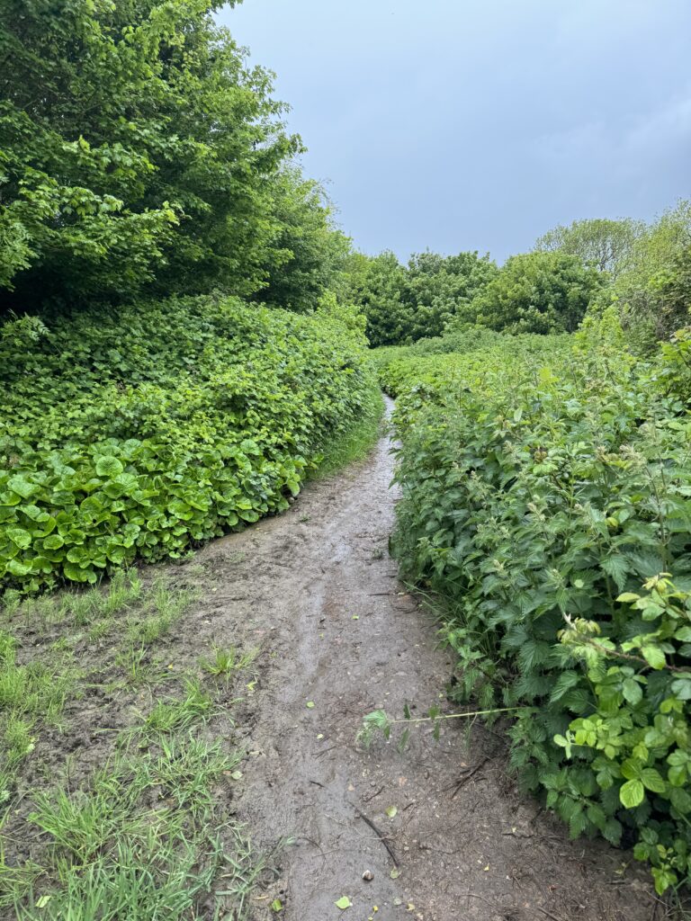 A mucky path through vegetation on both sides. The vegetation consists of grass, weeds and nettles and is hip high. There are trees on the left and ominous grey clouds in the sky above.