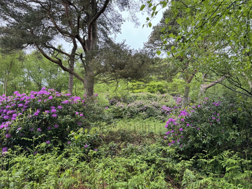 A forest scene with two big Rhododendron plants on the left and right on the image. More rhododendron can be seen in the background too.