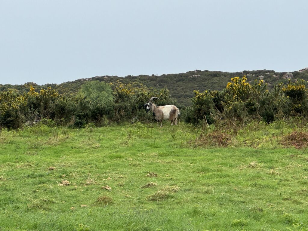 A goat standing between two gorse bushes. A hill rises behind him with a grey sky above.