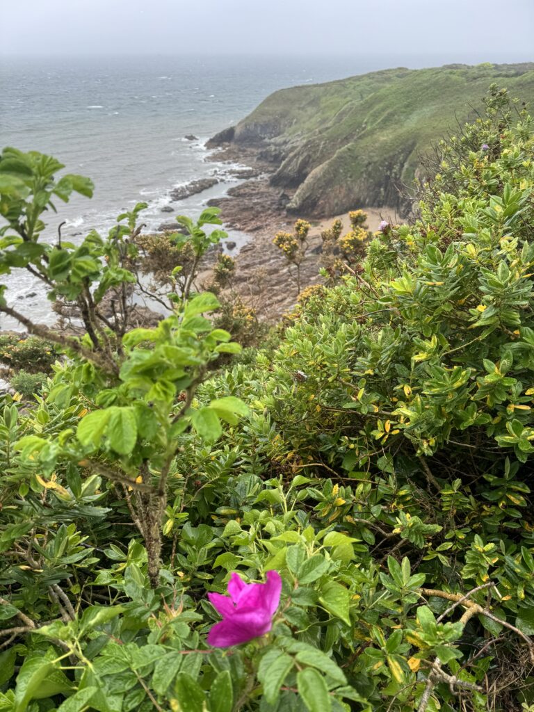 A single pink flower surrounded by bright green leaves in the foreground. In the background is a secluded beach surrounded by high cliffs.