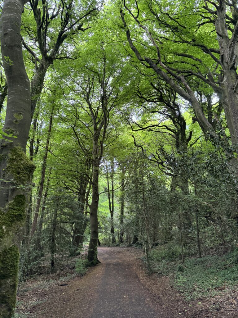 A leaf strewn pathway runs though a forest. Dappled light breaks through the greenery overhead.