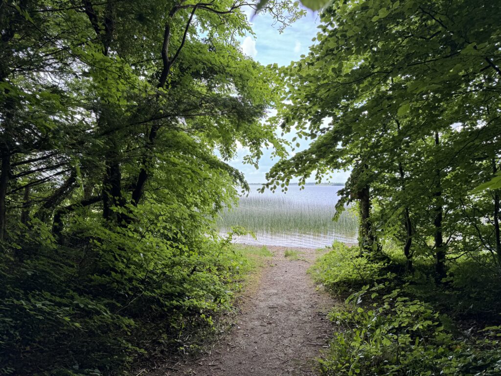 A path through the trees leads to the edge of a lake.