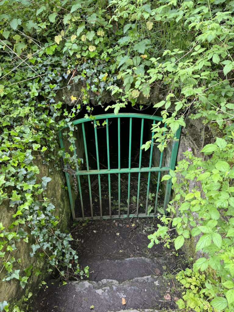 Steps covered in dirt lead down to an ice house cellar. The entrance is blocked by a locked green gate. Leaves, nettles and ivy are growing over the stone walls of the entrance.