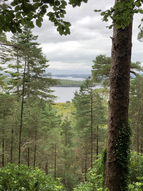 View through woodland over the Lakes of Killarney in Killarney National Park