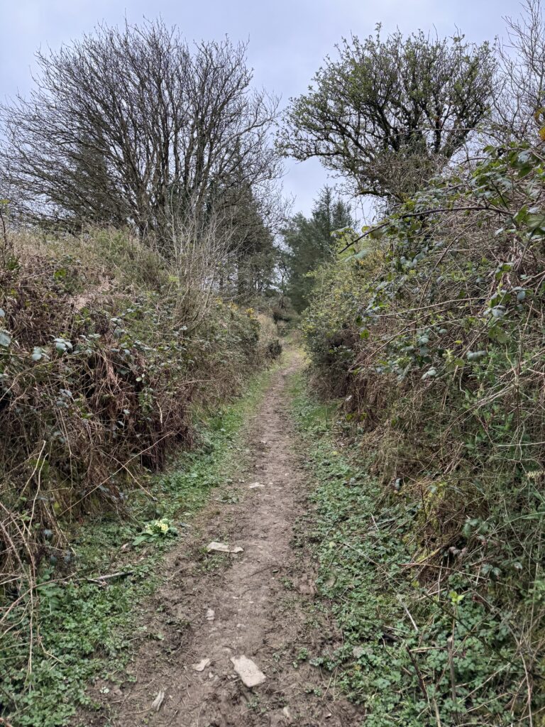 Narrow muddy walking trail running between steep, overgrown hedgerows and trees.