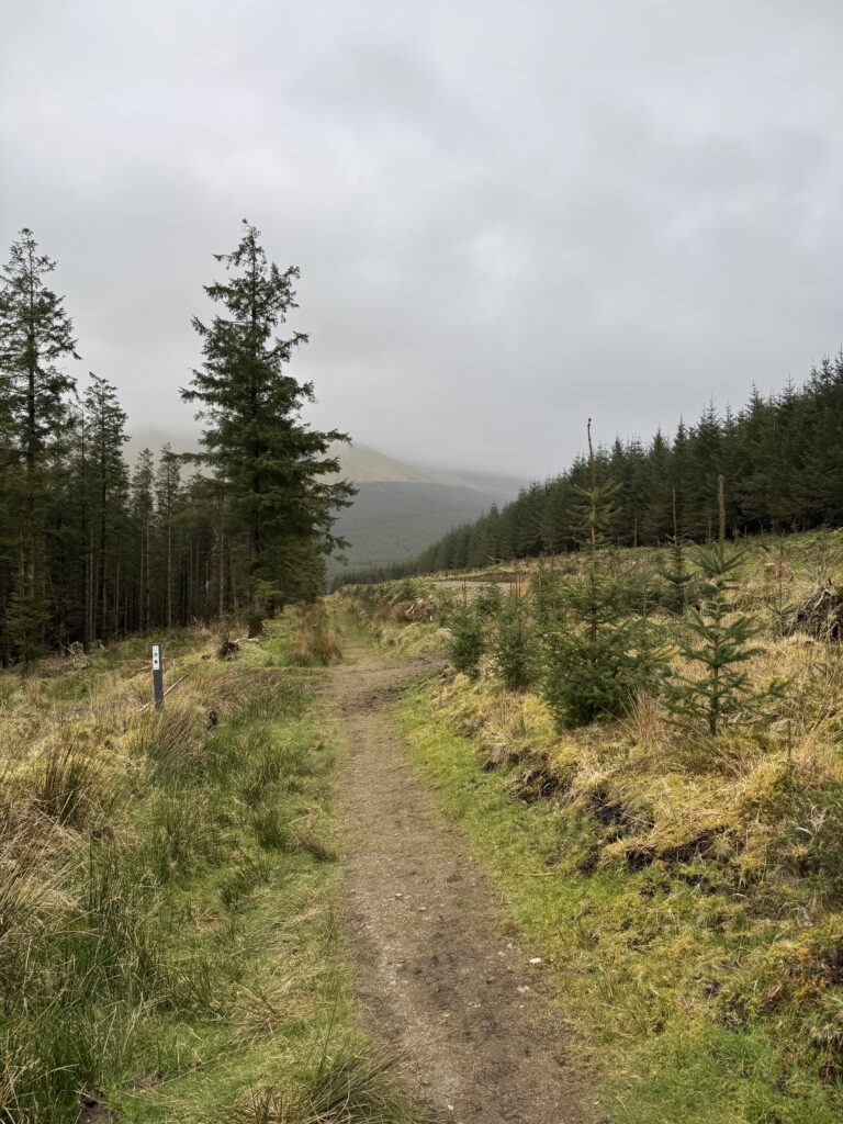 Forest trail winding through conifer trees towards mist-covered mountain slopes in the Galtee Mountains.