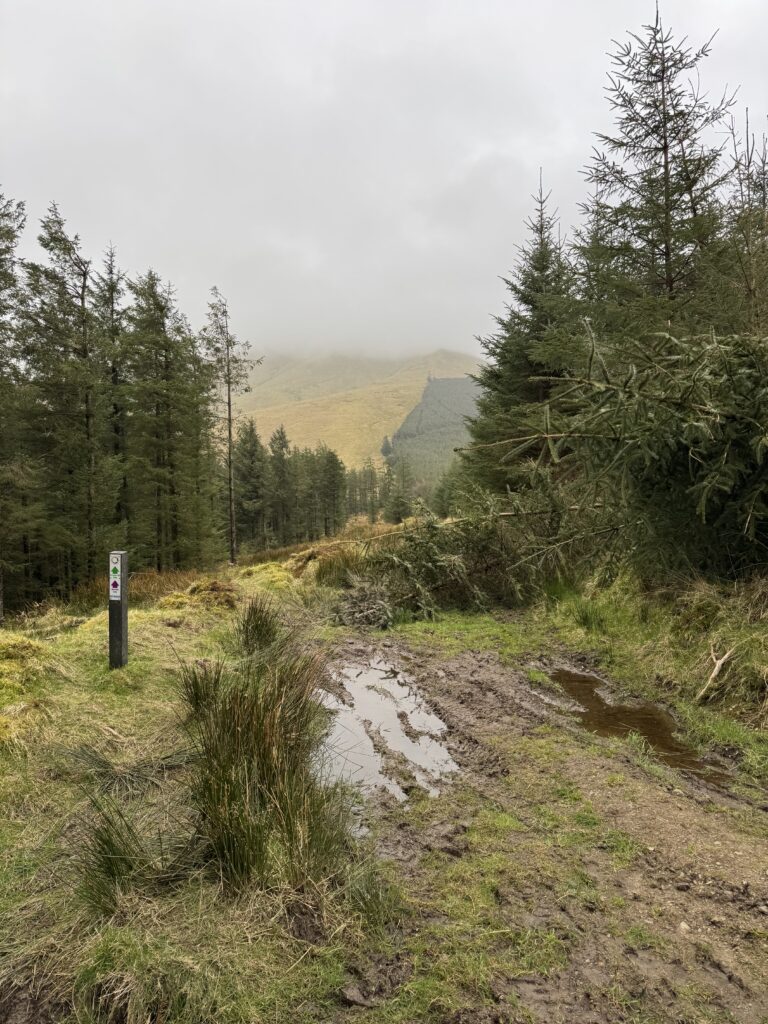 Temple Hill Walk following a muddy forest track with puddles, conifer trees and a mist-covered mountain slope ahead.
