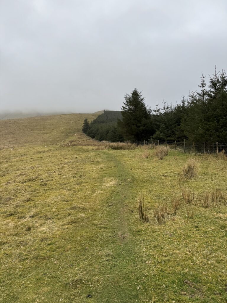 Grassy mountain path beside a conifer forest, with sheep grazing on slopes disappearing into mist.