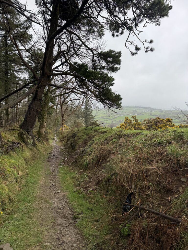 Temple Hill Walk following a rocky woodland path beneath pine trees, with yellow gorse and views across the surrounding farmland.