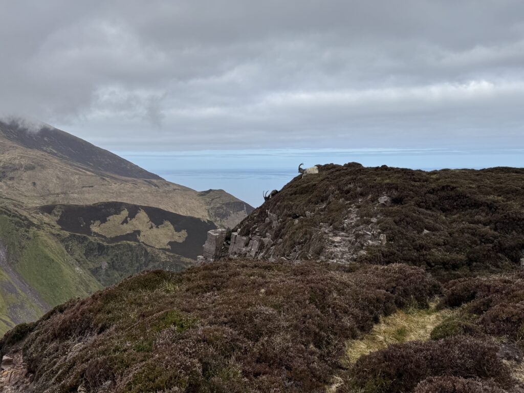 Mountain goats standing among the heather above the dramatic coastal cliffs of Sauce Creek on the Dingle Peninsula.