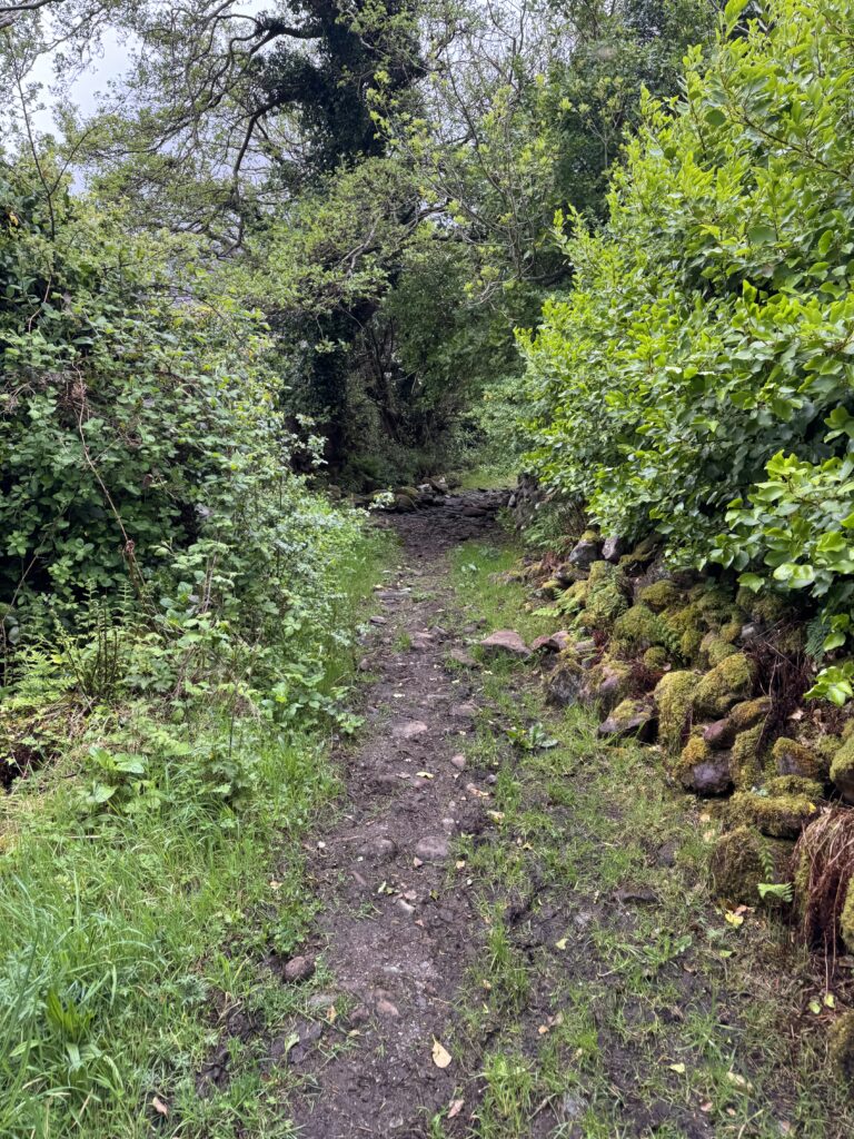 Narrow muddy walking trail leading through dense green woodland and vegetation, with a moss-covered stone wall running alongside the path