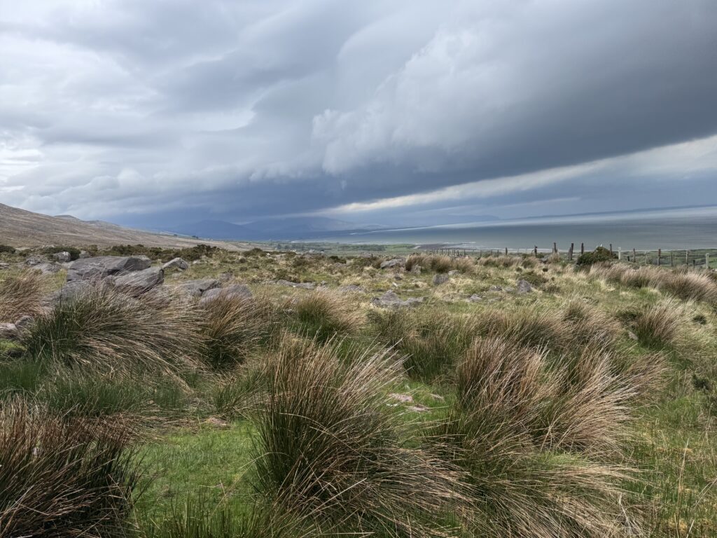 Open moorland on the Caherconree and Baurtregaum Loop, with tufts of rushes and scattered rocks in the foreground, the Kerry coastline beyond and dark storm clouds gathering overhead.