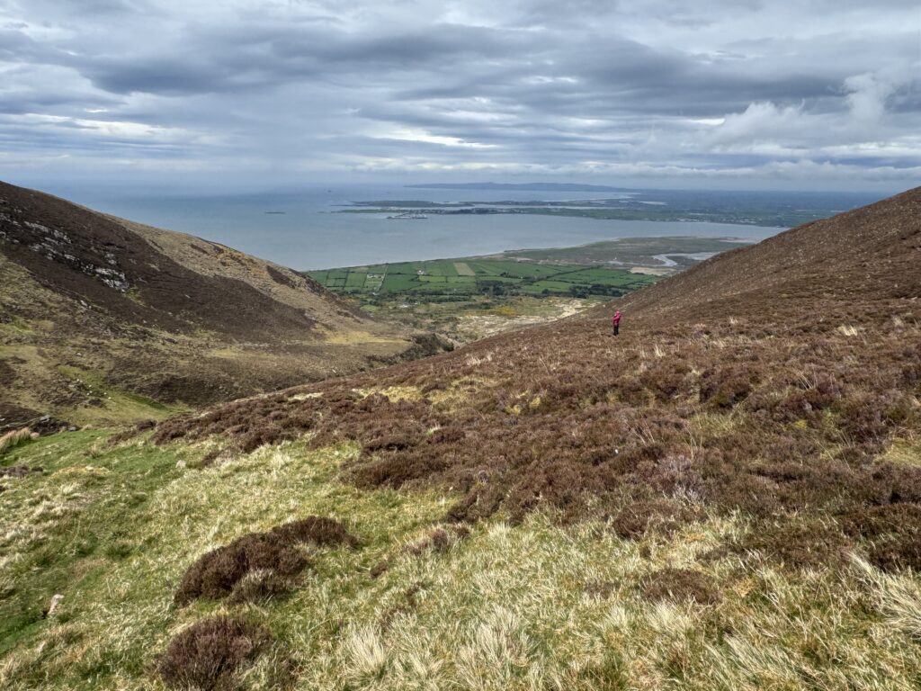 Hiker descending on the Caherconree and Baurtregaum Loop, with Derrymore Glen opening out towards green farmland and the wide waters of Tralee Bay under dramatic cloud.