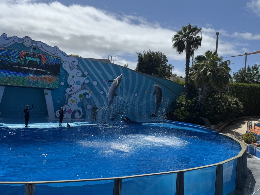 Dolphins leaping out of a large blue pool during a live show at Zoomarine, with trainers standing on the stage, photographed during our week in the Algarve with a 3 year old.