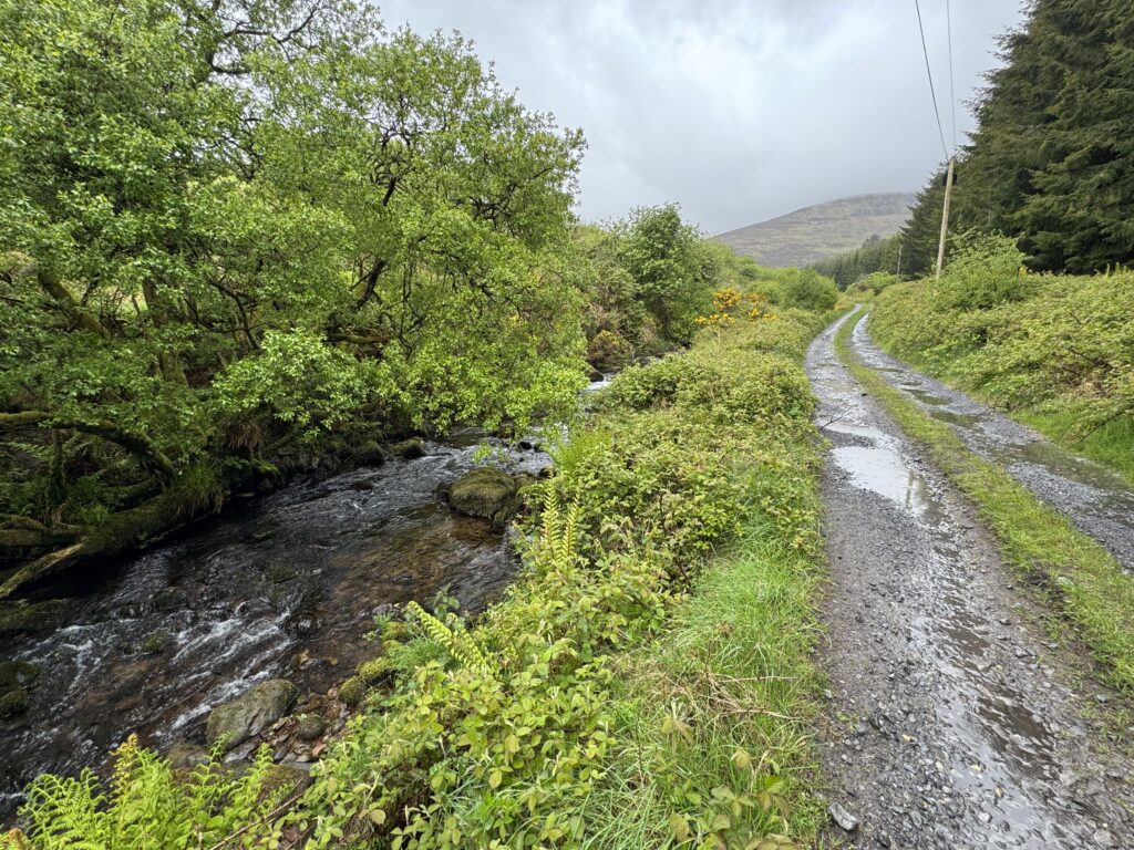 Wet gravel road on the Lyracappul Loop running beside a fast-flowing river, surrounded by lush woodland and dense green vegetation in the Galtee Mountains.