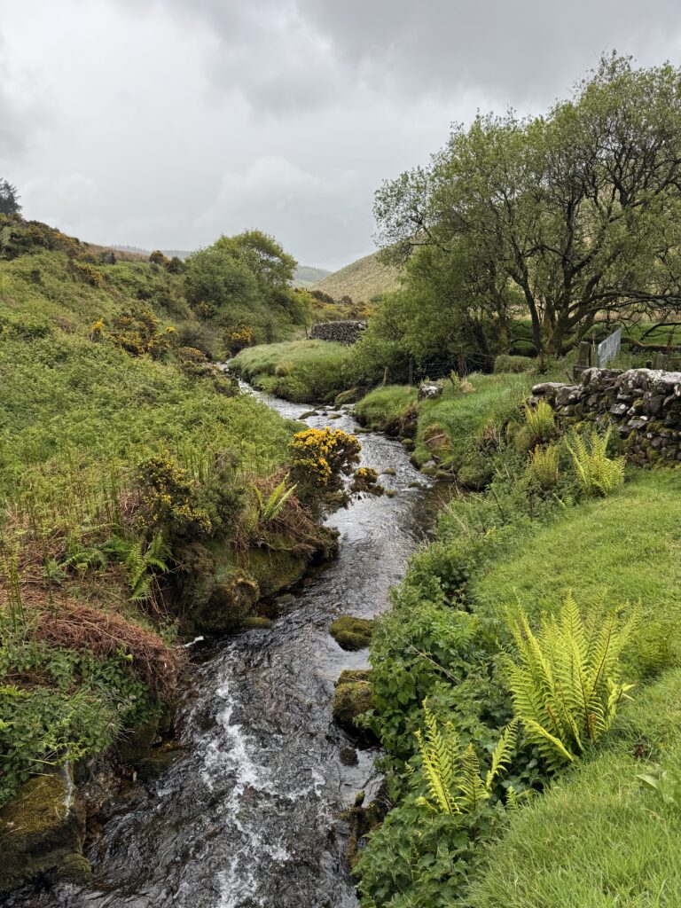 Rocky stream beside the Lyracappul Loop, flowing through lush green vegetation, ferns and gorse with dry-stone walls and trees in the Galtee Mountains.